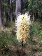 Image of Xanthorrhoea macronema F. Muell. ex Benth.