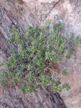 Image of Pleurocoronis laphamioides (Rose) R. King & H. Rob.