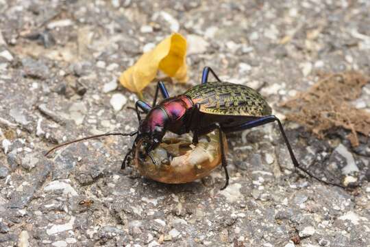 Carabus (Acoptolabrus) mirabilissimus (Ishikawa & Deuve 1982) resmi