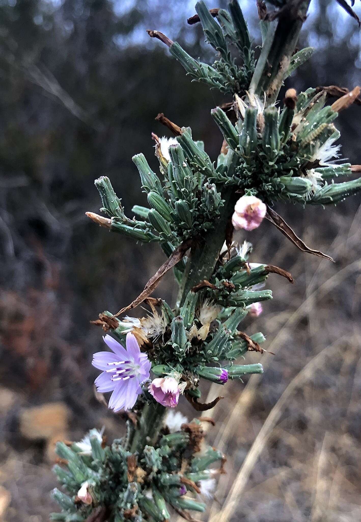 صورة Stephanomeria virgata subsp. virgata