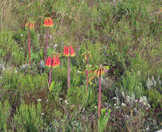 Image of Cyrtanthus obliquus (L. fil.) Aiton