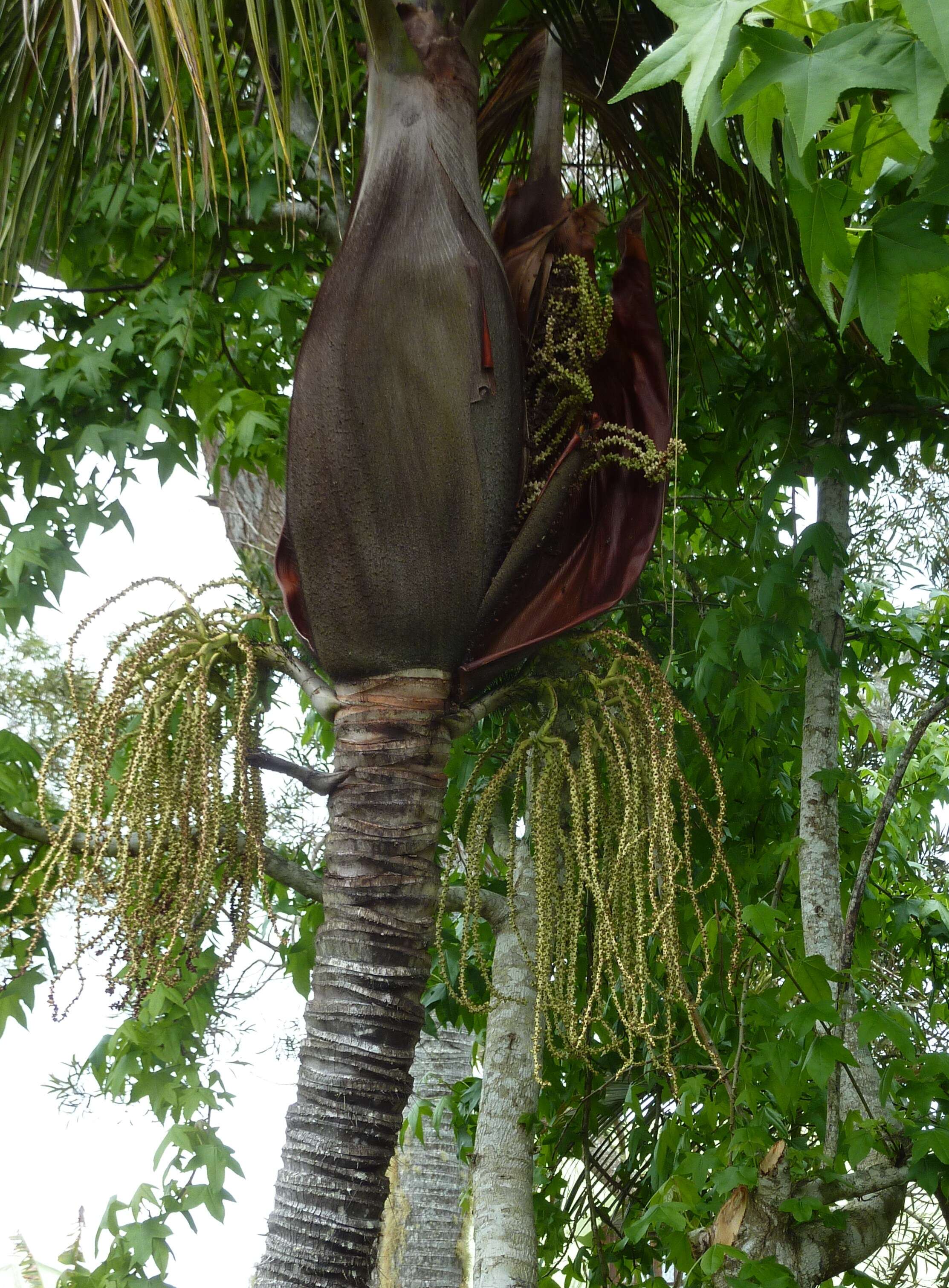 Acanthophoenix crinita (Bory) H. Wendl. resmi