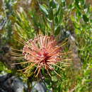 Image of <i>Leucospermum <i>tottum</i></i> var. tottum