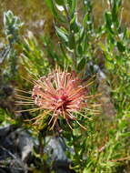 Imagem de <i>Leucospermum <i>tottum</i></i> var. tottum