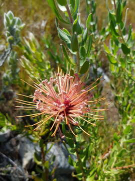 Plancia ëd <i>Leucospermum <i>tottum</i></i> var. tottum