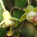 Image of Sonneratia Mangrove