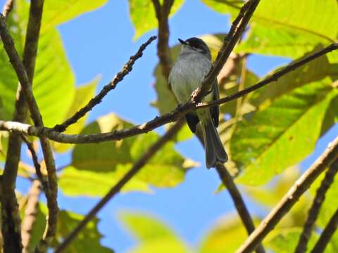 Phylloscartes superciliaris (Sclater, PL & Salvin 1868)的圖片