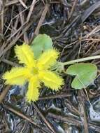 Image of Wavy Marshwort
