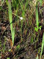 Image of Cyperus ascocapensis Bauters