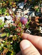 Sivun Vaccinium macrocarpum Aiton kuva