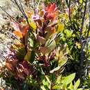 Image of Vaccinium varingiifolium (BI.) Miq.