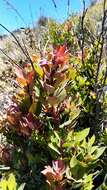 Image of Vaccinium varingiifolium (BI.) Miq.