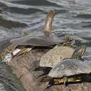 Image of Midland Smooth Softshell Turtle