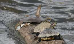 Image of Midland Smooth Softshell Turtle