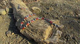 Image of Mertens' Coral Snake