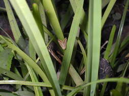 Image of Straight-lined Seed Moth