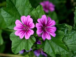 Image of high mallow