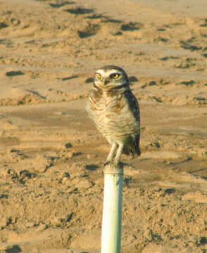 Image of Burrowing Owl