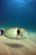 Image of Spinster wrasse