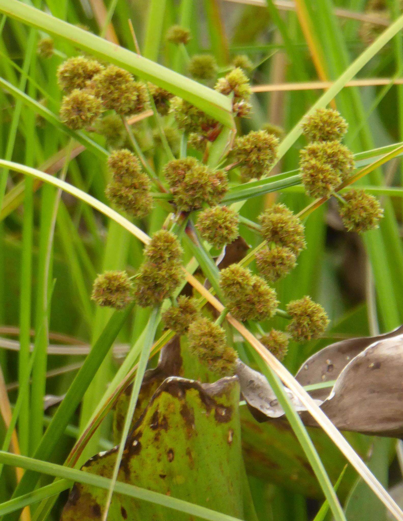 Plancia ëd Cyperus blepharoleptos Steud.