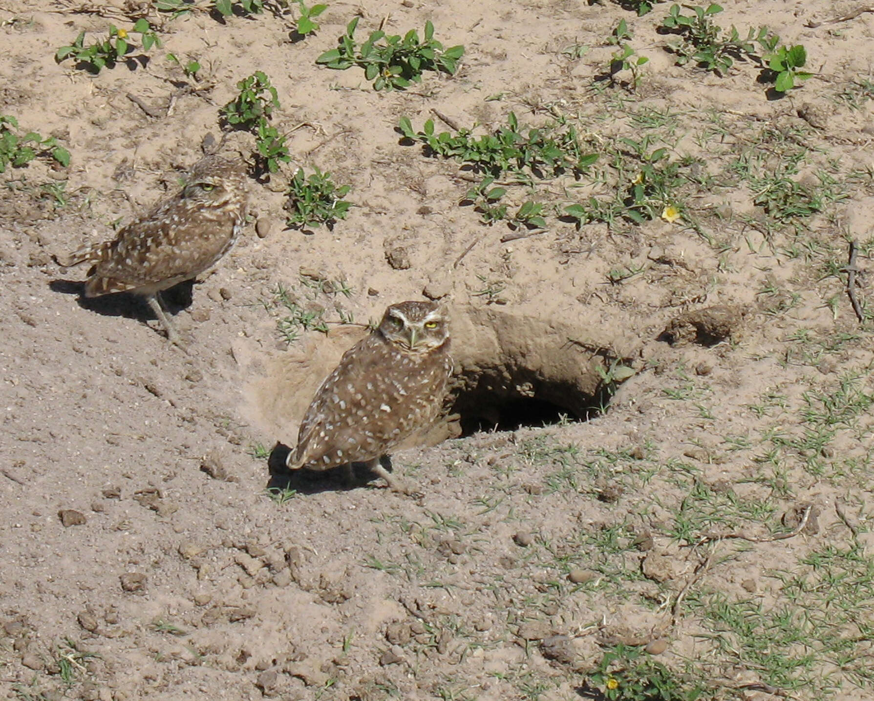 Image of Burrowing Owl