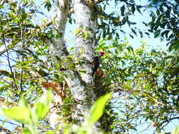 Image of Guayaquil Woodpecker