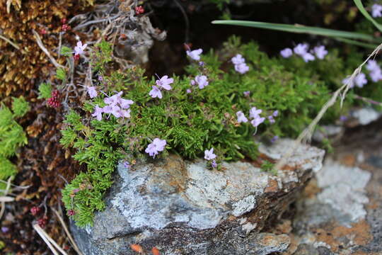 Слика од Thymus caespititius Brot.
