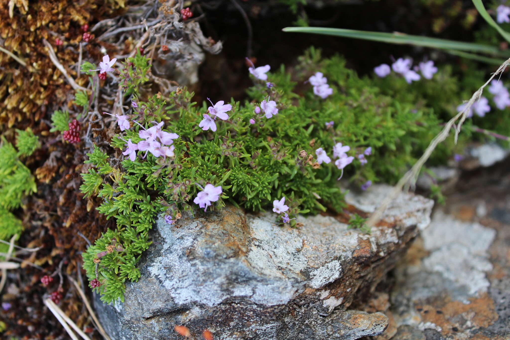 Thymus caespititius Brot. resmi