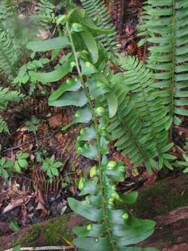 Image of Taphrina polystichi Mix 1938