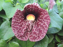 صورة Aristolochia elegans Mast.