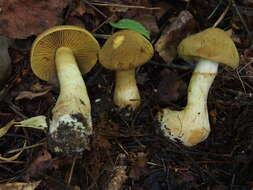 Слика од Cortinarius cotoneus Fr. 1838