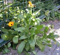 Image of pot marigold