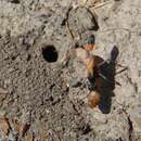 Слика од Ammophila pictipennis Walsh 1869