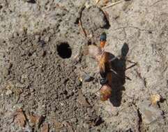 Image de Ammophila pictipennis Walsh 1869