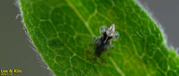 Image of Chrysanthemum Lace Bug