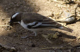 Image of sparrow-weaver