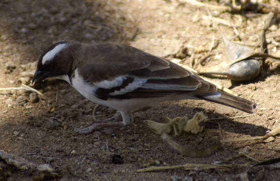 Image of sparrow-weaver