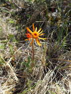 Imagem de Tephroseris integrifolia subsp. tundricola (Tolm.) B. Nord.