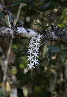 Image of Aerangis articulata (Rchb. fil.) Schltr.