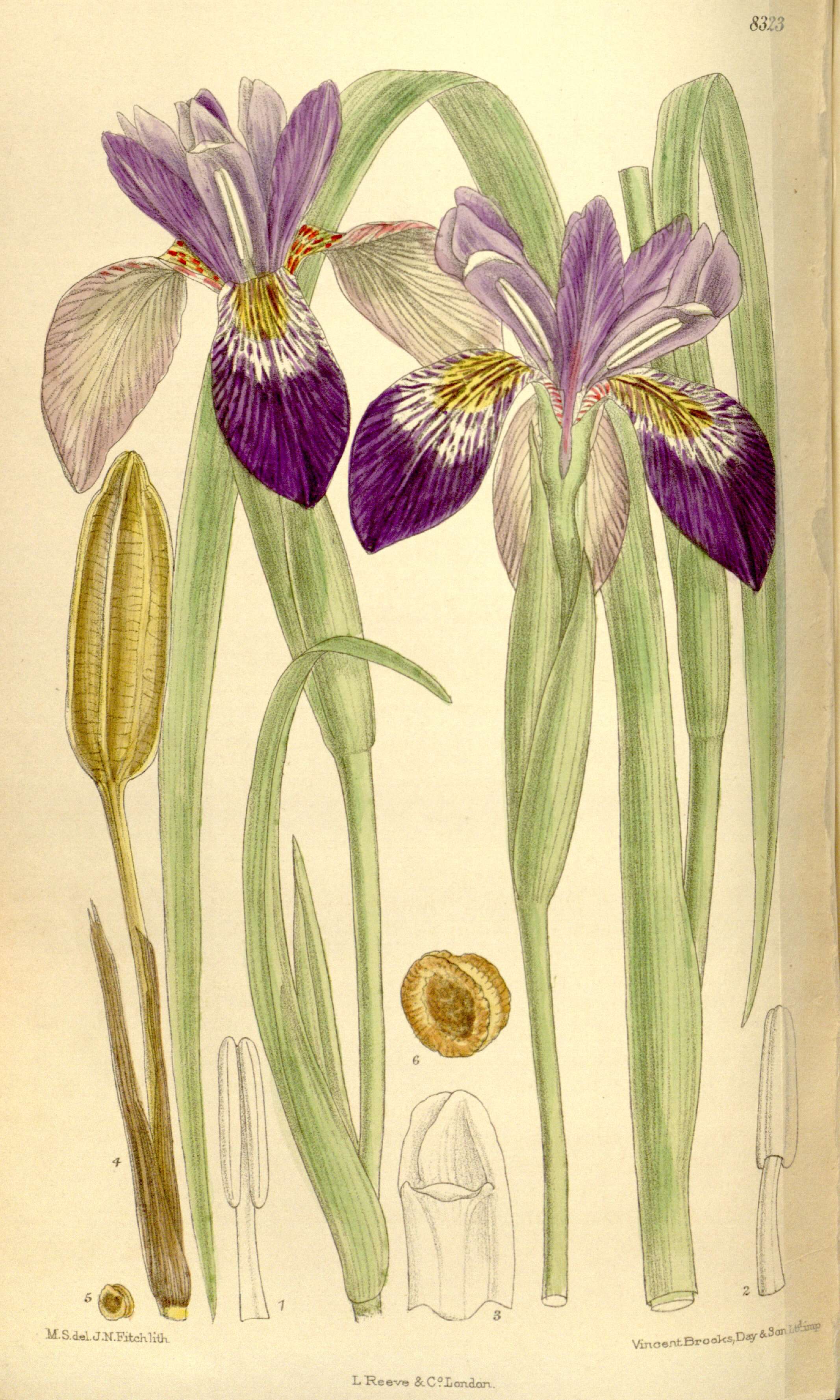 Image of Iris clarkei Baker ex Hook. fil.