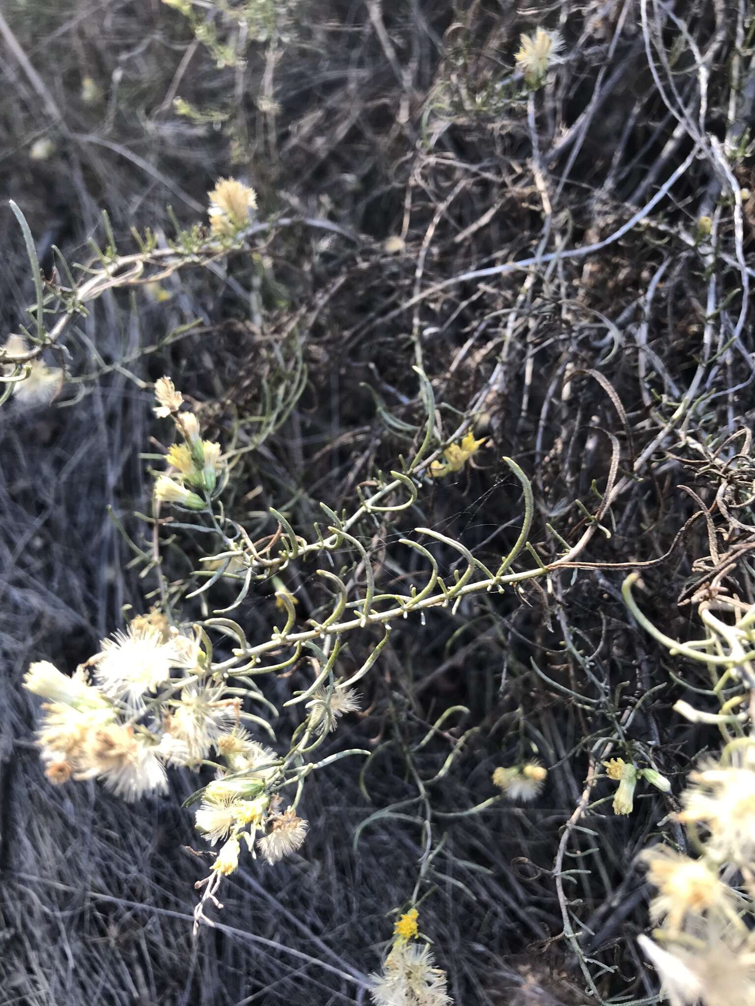 Image of Ericameria palmeri var. palmeri