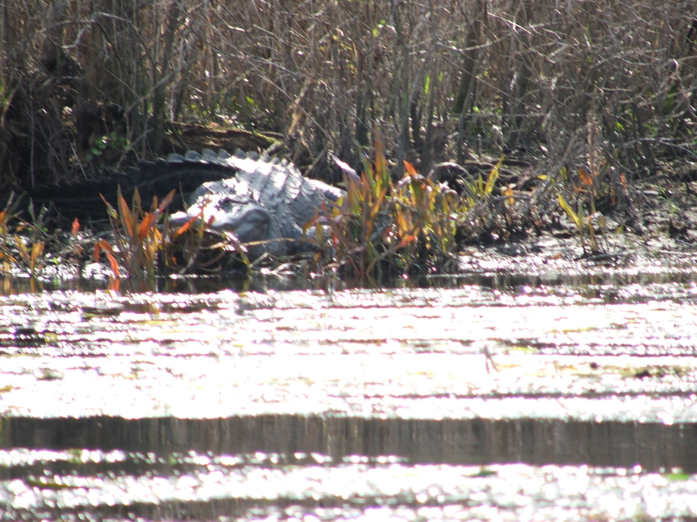 Image of alligators