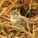 Image of Mongolian Short-toed Lark