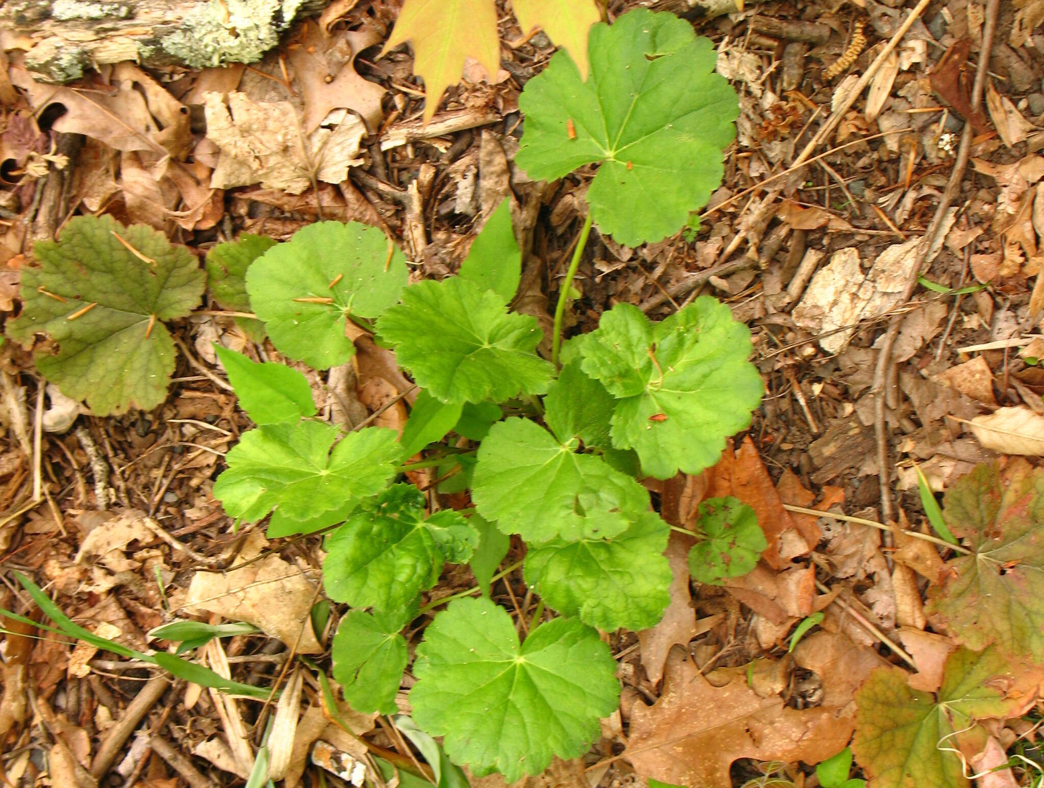 Image of American alumroot