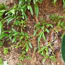 Image of Christmas Island urchin orchid