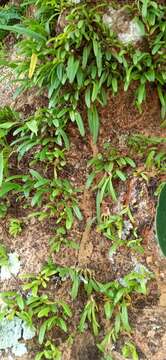 Image of Christmas Island urchin orchid