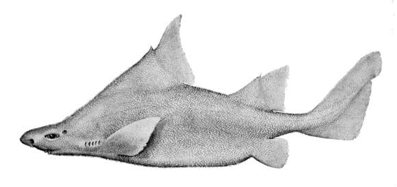 Image of Prickly Dogfish