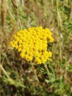 Слика од Achillea ageratum L.