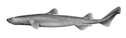 Image of kitefin sharks