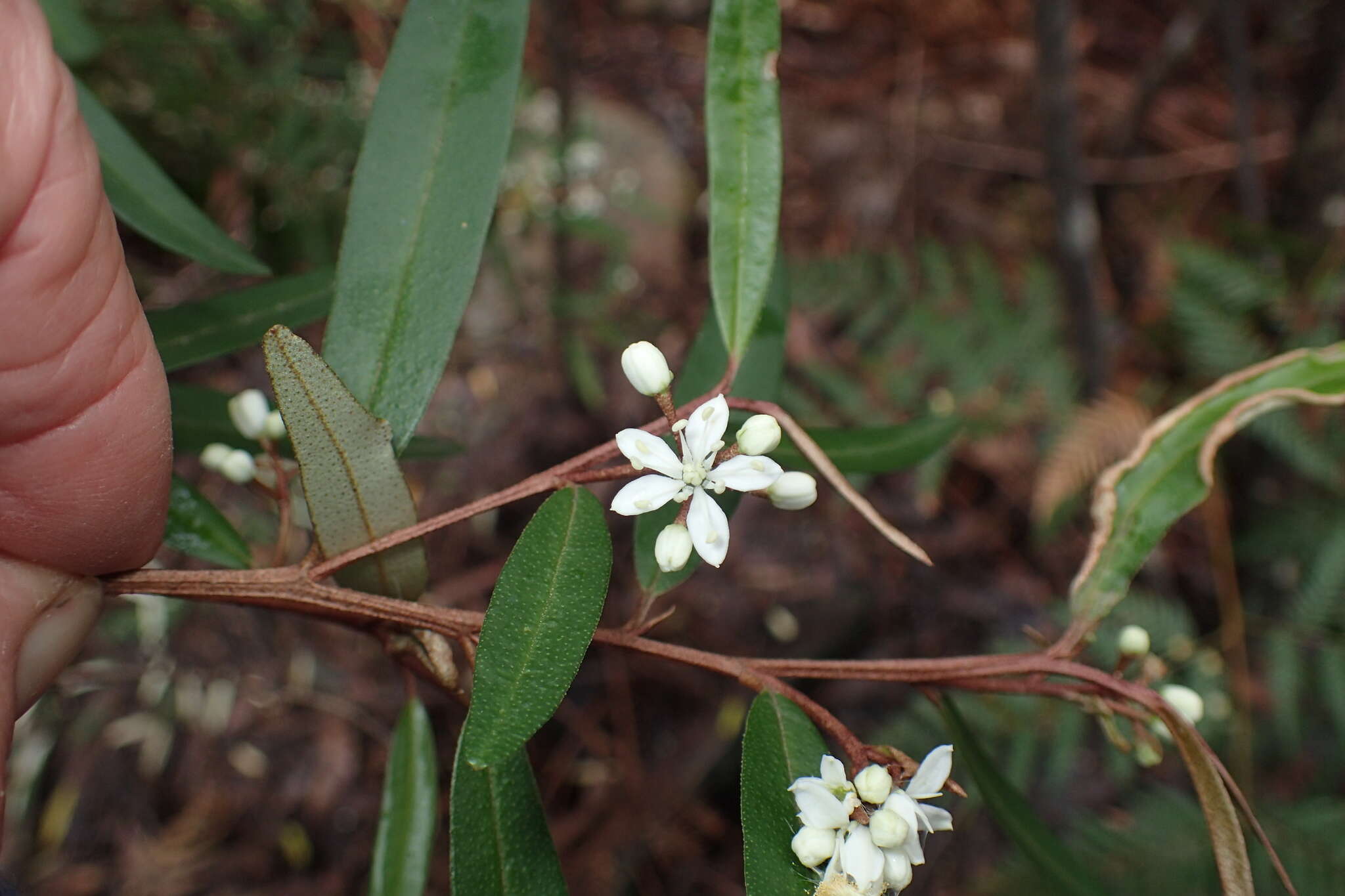 Image of Nematolepis squamea subsp. squamea